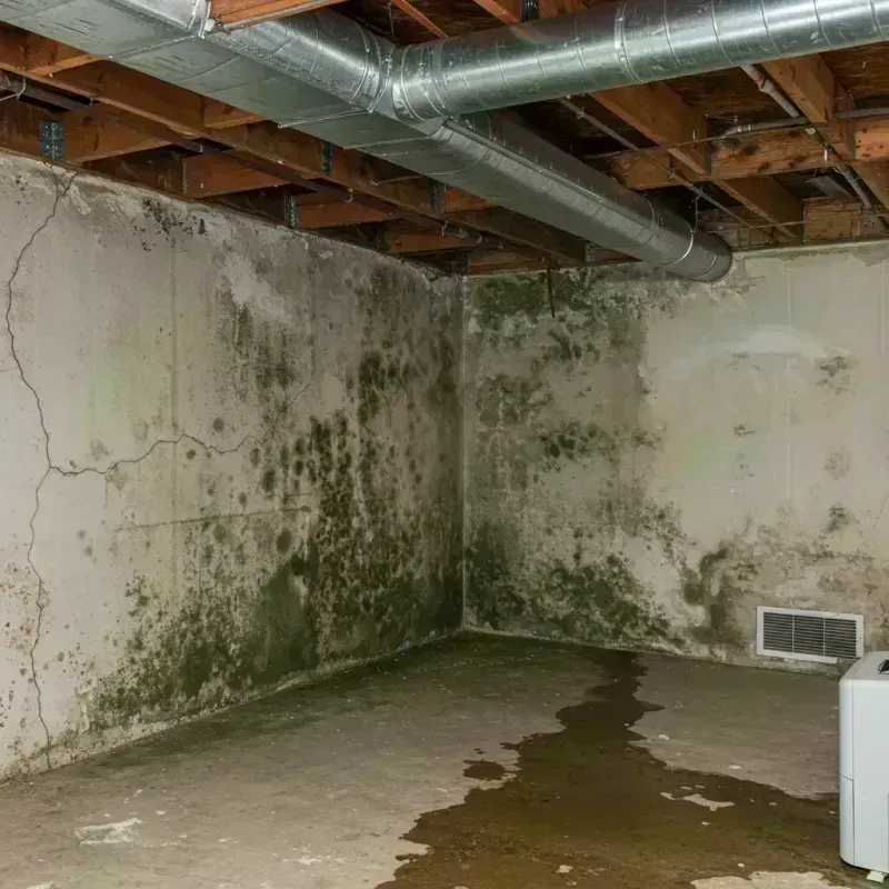 Professional Mold Removal in Zeigler, IL